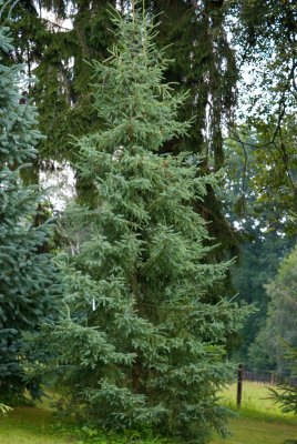 Picea mariana - smrk černý - celek 